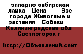 западно сибирская лайка › Цена ­ 0 - Все города Животные и растения » Собаки   . Калининградская обл.,Светлогорск г.